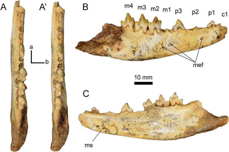 השיניים והלסת של Nimbacinus peterbridgei