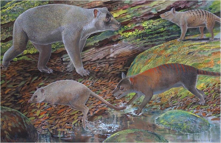 Nimbacinus peterbridgei (מימין למעלה) ו-Ngamalacinus nigelmarveni (מימין למטה) באינטראקציה עם בעלי חיים שחיו לצידם בתקופת האליגוקן העליון