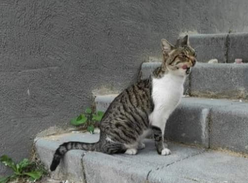 החתולה שהוכנסה למקפיא (צילום: מתוך הרשתות החברתיות, לפי סעיף 27א') החתולה שהוכנסה למקפיא