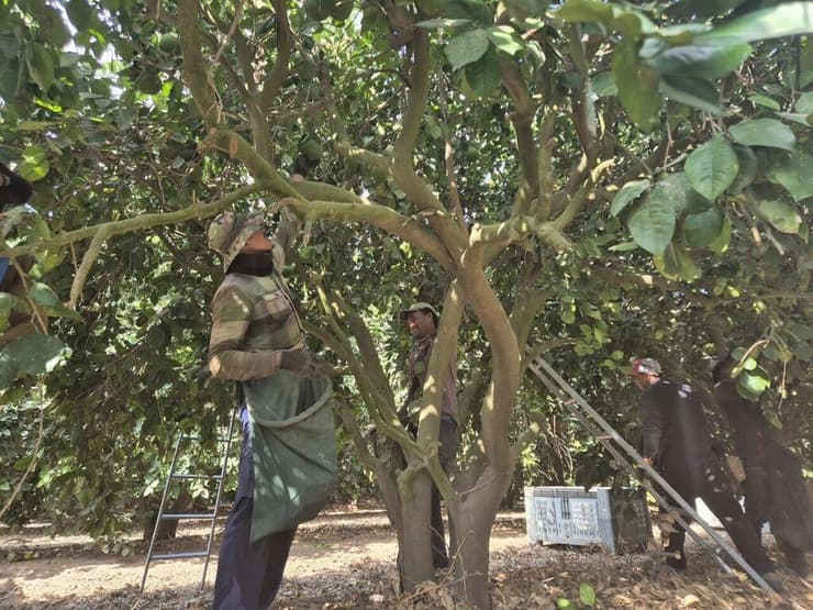 קטיף הפומלות בבארי קטיף הפומלות בבארי