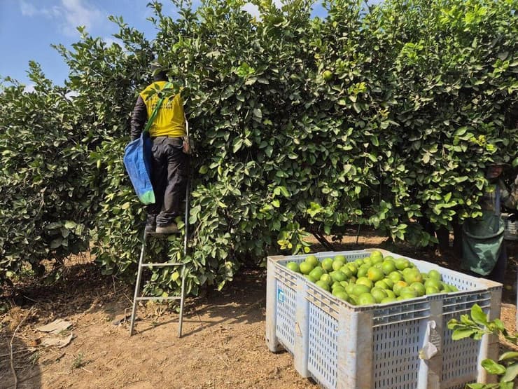 קוטפים פומלות בבארי קוטפים פומלות בבארי