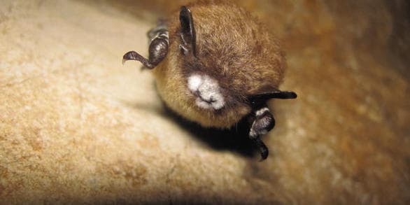 עטלף נגוע בתסמונת האף הלבן