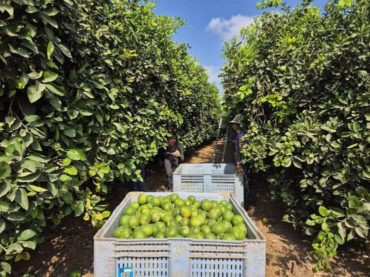 הפומלות של בארי יגיעו בקרוב לשווקים הפומלות של בארי יגיעו בקרוב לשווקים
