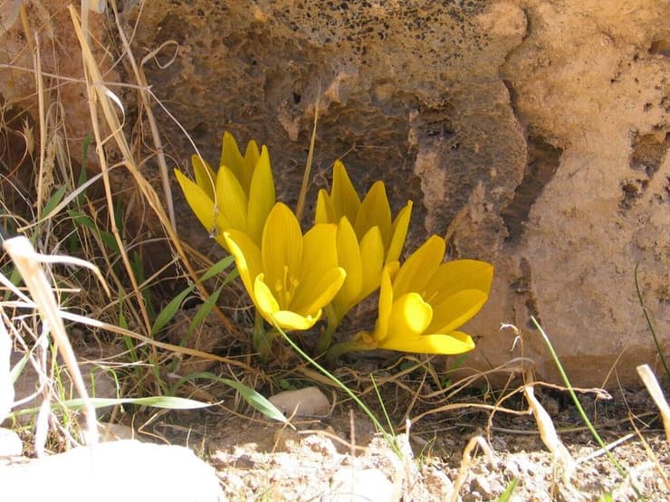 חלמונית גדולה בתקוע (צילום: רשות הטבע והגנים) חלמונית גדולה בתקוע