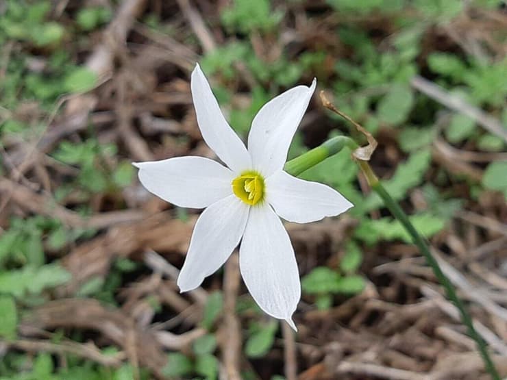 נרקיס סתווי בגן לאומי נחל תנינים (צילום: ד"ר מרגריטה וולצ'ק, רשות הטבע והגנים) נרקיס סתווי בגן לאומי נחל תנינים