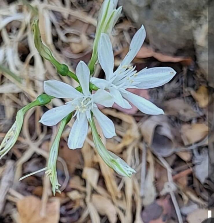 בת חבצלת קטנת פרחים (צילום: רן טל) בת חבצלת קטנת פרחים