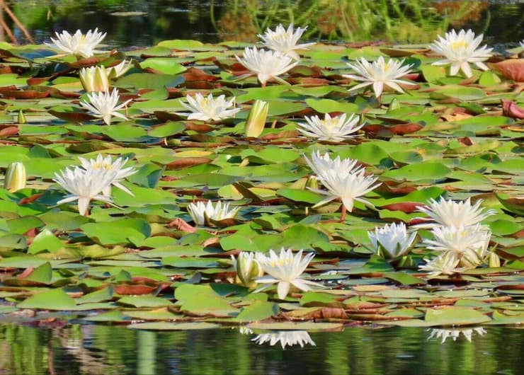 נימפיאה לבנה פורחת בתל אביב. (צילום: אבנר רינות, החברה להגנת הטבע) נימפיאה לבנה פורחת בתל אביב.
