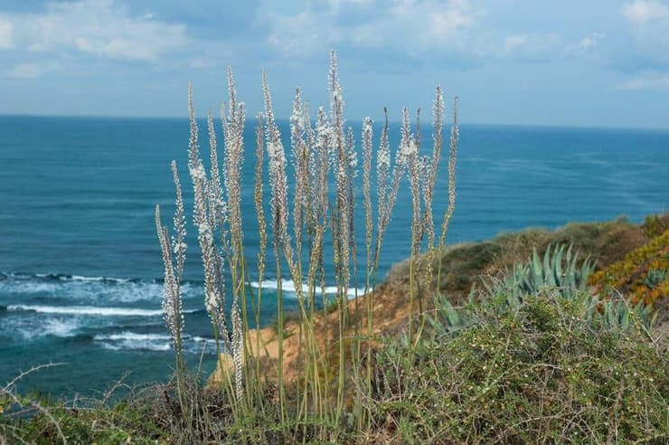 חצבים בגן לאומי אפולוניה (צילום: זיו זגורי) חצבים בגן לאומי אפולוניה