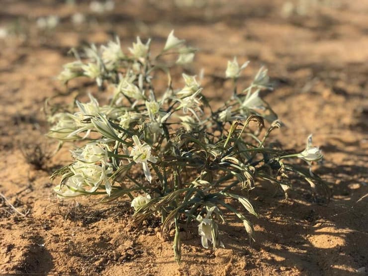 חבצלת הנגב באזור ממשית (צילום: לימור קטן פרידמן, רשות הטבע והגנים) חבצלת הנגב באזור ממשית