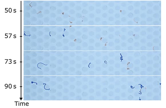 הפרדה בין תולעים, כפי שמפרידים בין חומרים בתערובת. התולעים הפיכחות (אדומות) מגיעות מהר יותר מאחיותיהן השיכורות האיטיות (כחולות) | מקור: Heeremans, T. et al. Sci. Adv. 2022, CC BY 4.0