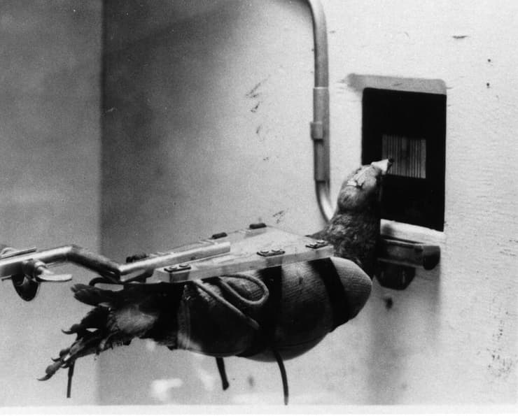 מתוך סרטון של הפרויקט