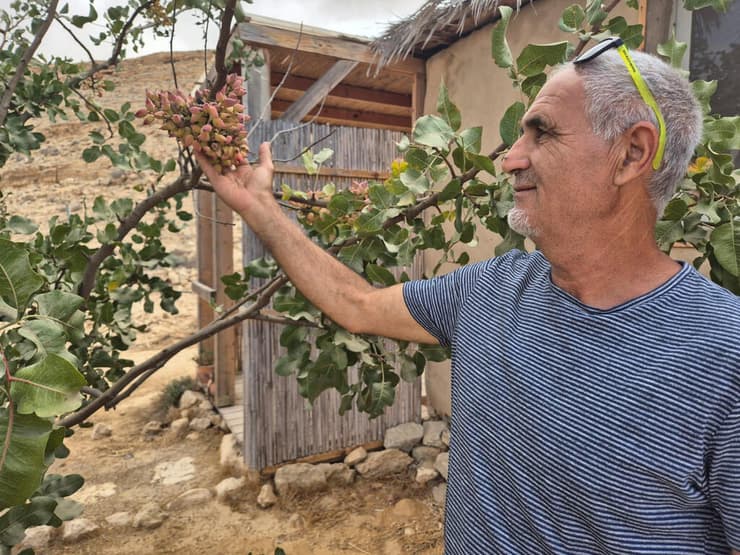 איציק דוד ליד עץ פיסטוק    