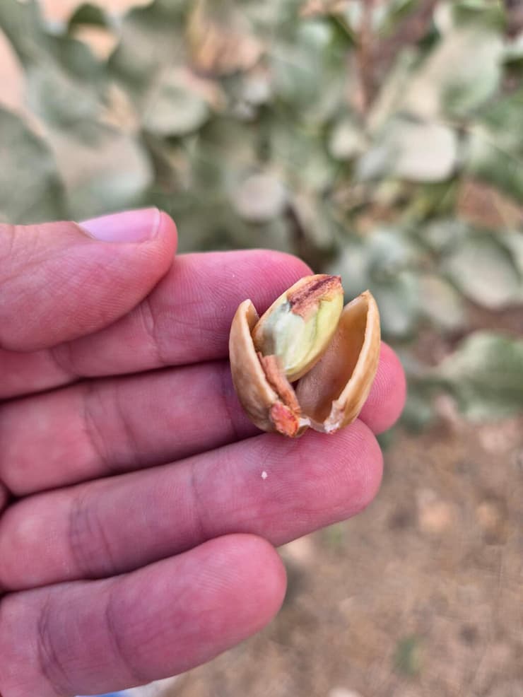 הפיסטוק נפתח