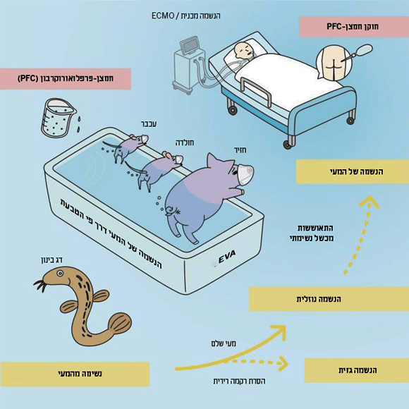 דגים מסוימים יכולים לנשום דרך המעי, החוקרים הראו שאפשר להנשים כך גם יונקים. איור המסכם את המחקר | מקור: Institute of Research,TMDU