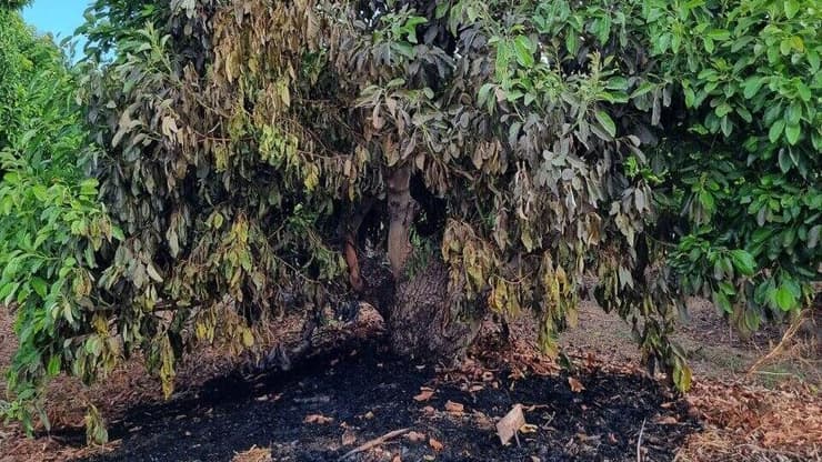 מטעי אבוקדו שרופים בצפון כתוצאה מירי חיזבאללה