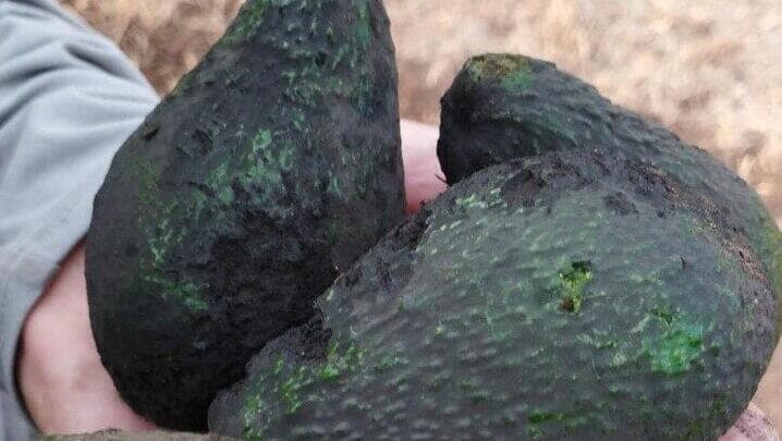 מטעי אבוקדו שרופים בצפון כתוצאה מירי חיזבאללה