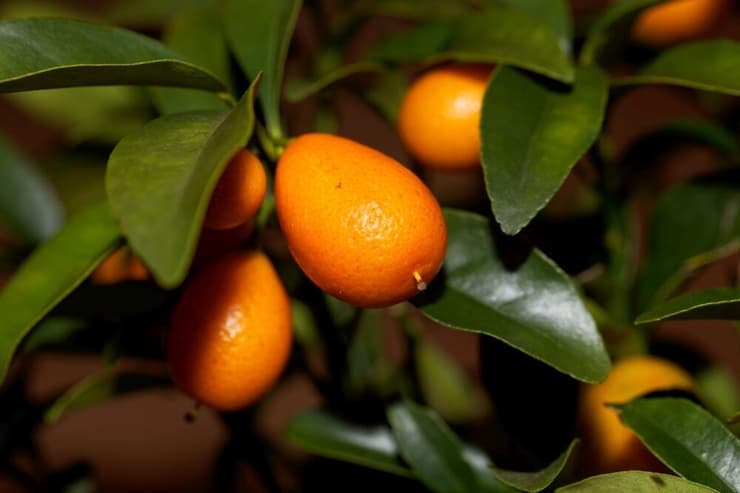 קומקוואט (צילום: shutterstock) קומקוואט