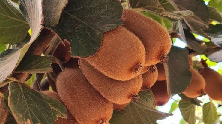 קיווי מזן ברונו