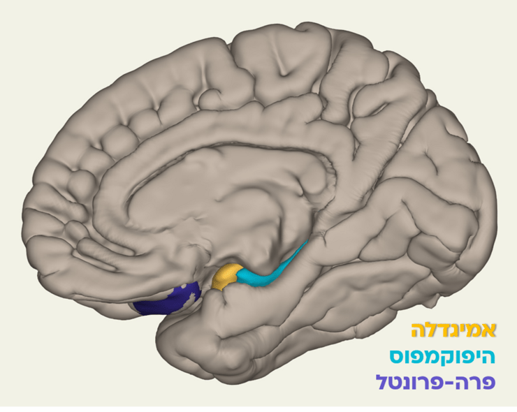 סריקות מוח מצב מלחמה ד"ר עירית שפירא