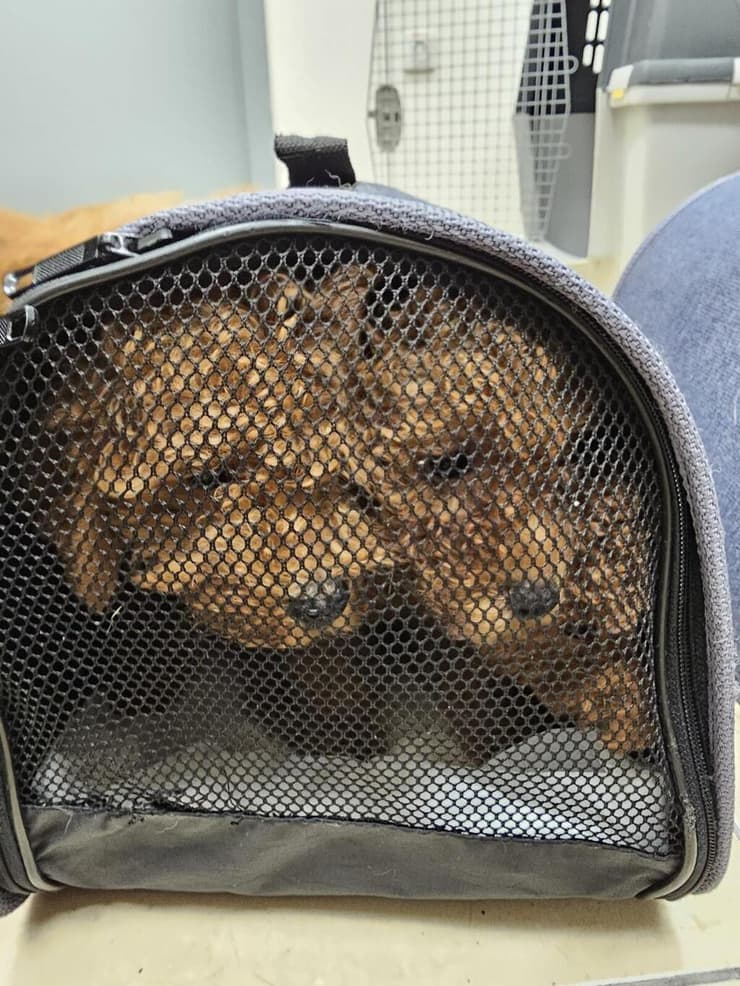 גורים בתוך תיק