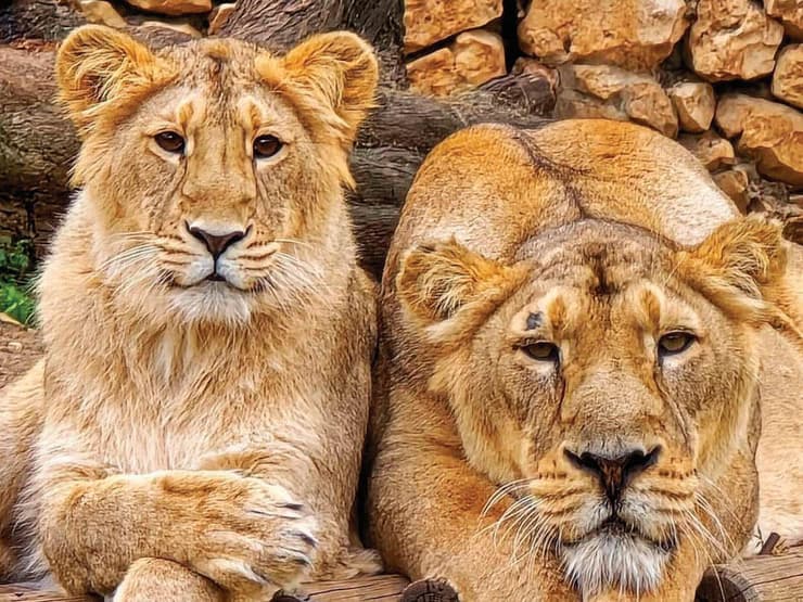 אריות בגן החיות התנ"כי