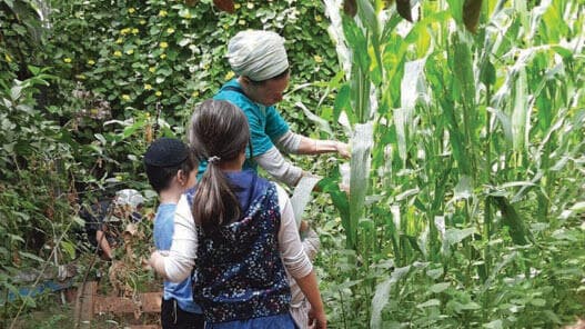 פסטיבל ירוק מבפנים ומבחוץ