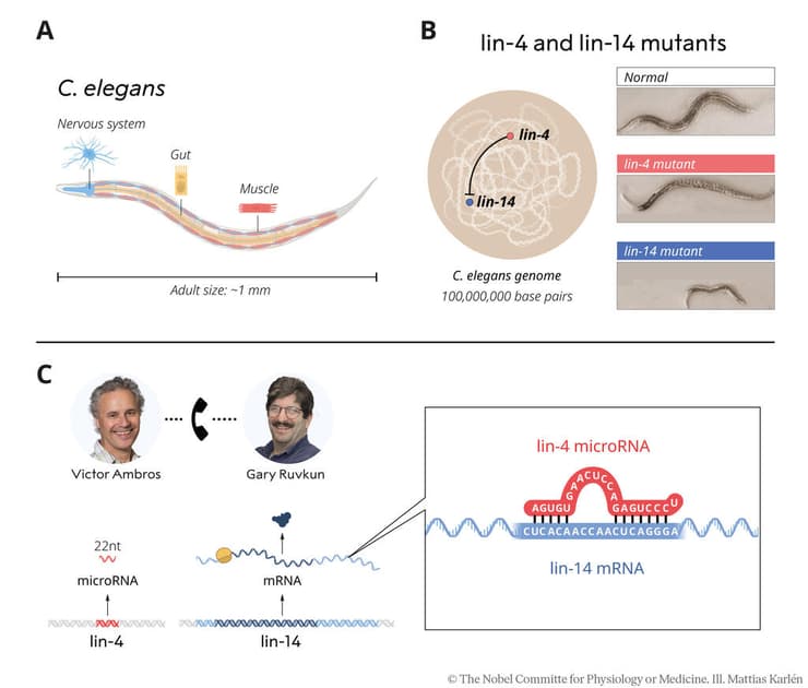 אינפו מיקרו RNA  נובל לרפואה 2024