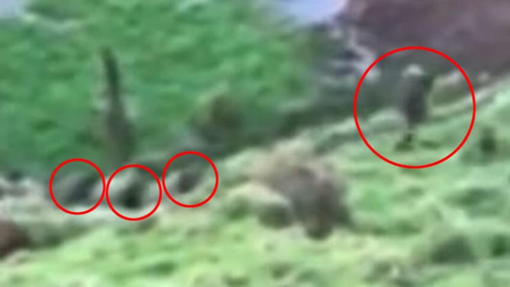 הסרטון המטושטש הספיק למשטרה ולאם כדי לקבוע: זה הם. הארבעה טרם אותרו ניו זילנד טום פיליפס אב נמלט 3 ילדים נצפו ביערות