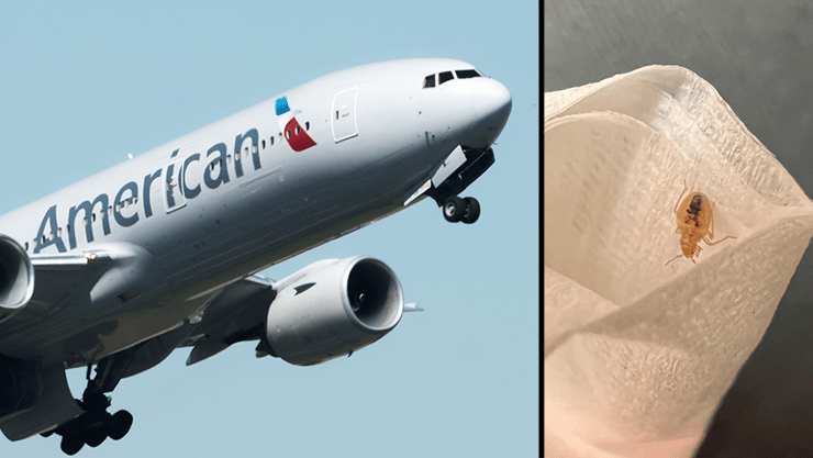 הפשפש על רקע מטוס אמריקן איירליינס