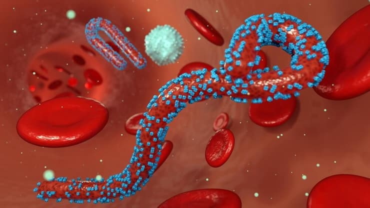 נגיף מרבורג