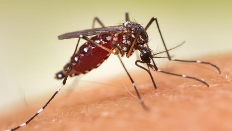 יתוש מסוג אדס מצרי