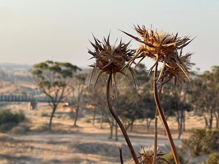 מיכל איפרגן