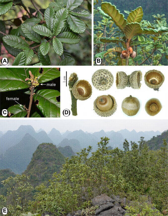 עלי מין האלון החדש, Quercus zhekunii, הבלוטים שלו והאזור בו הוא גדל בסין