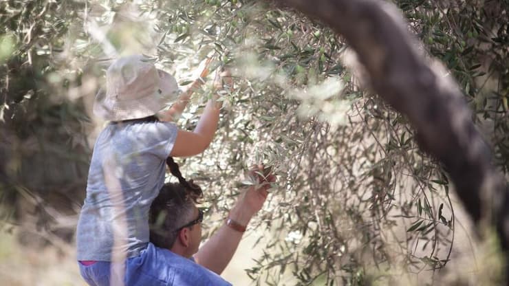 מסיק זיתים קק"ל