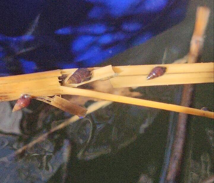 שחרירי הנחלים - סימן שהמים טובים (צילום: אסף קמר) הבריכה הסודית בעוטף עזה