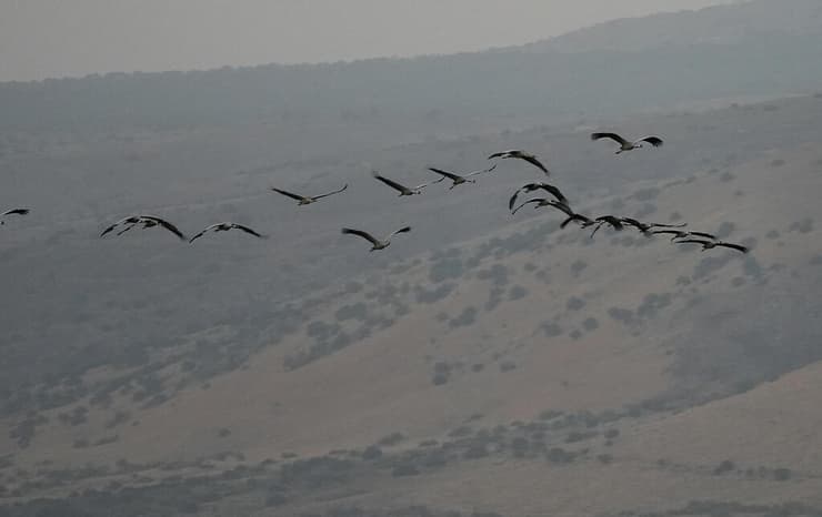 קולות המלחמה החליפו את קולות העגורים באגמון החולה