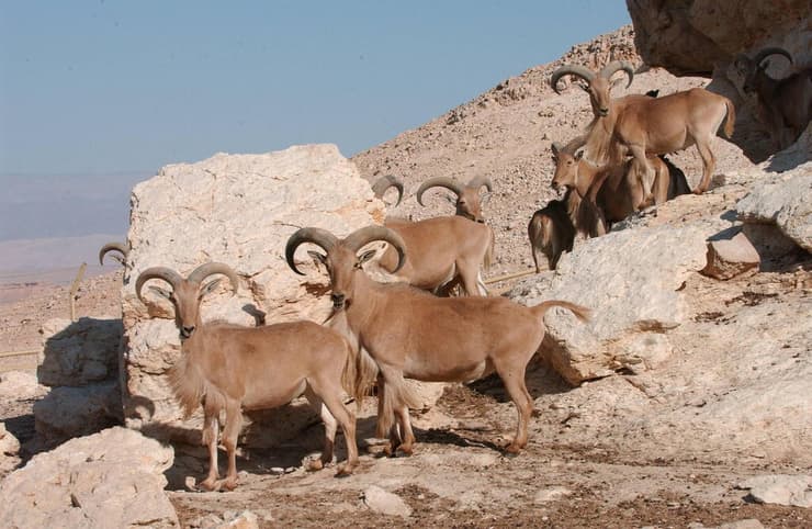 חוות האנטילופות
