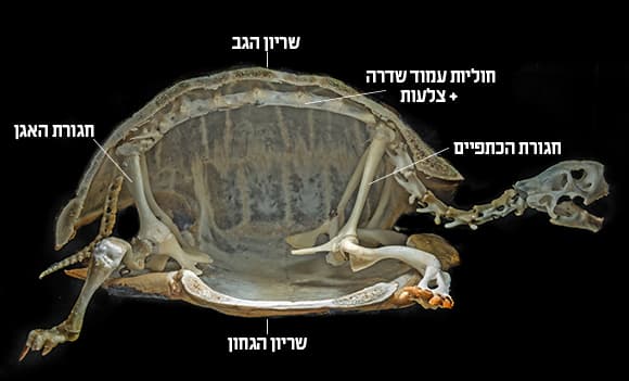 השריון עשוי מעצם ומצופה בלוחיות קרטין. שלד של צב (צילום: Kuttelvaserova Stuchelova, Shutterstock) השריון עשוי מעצם ומצופה בלוחיות קרטין. שלד של צב