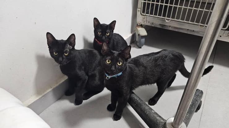 חתלתולים שחורים