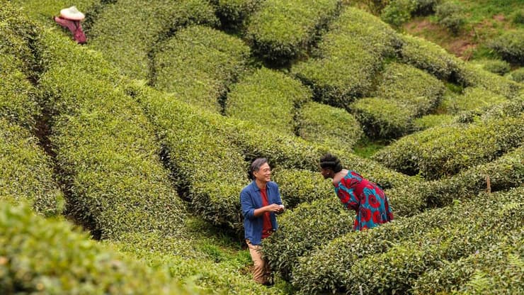 מתוך "תה שחור"