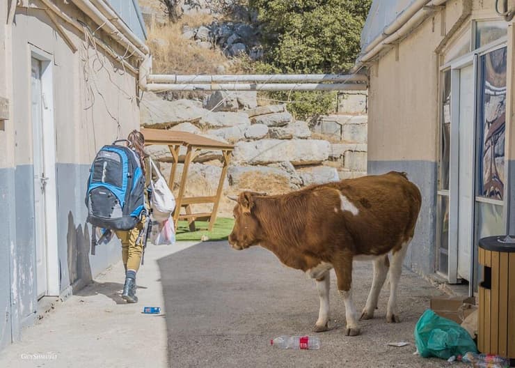 אז מה, חזרת עכשיו מהבית? פרה שסגרה 21 פוקחת עיניים