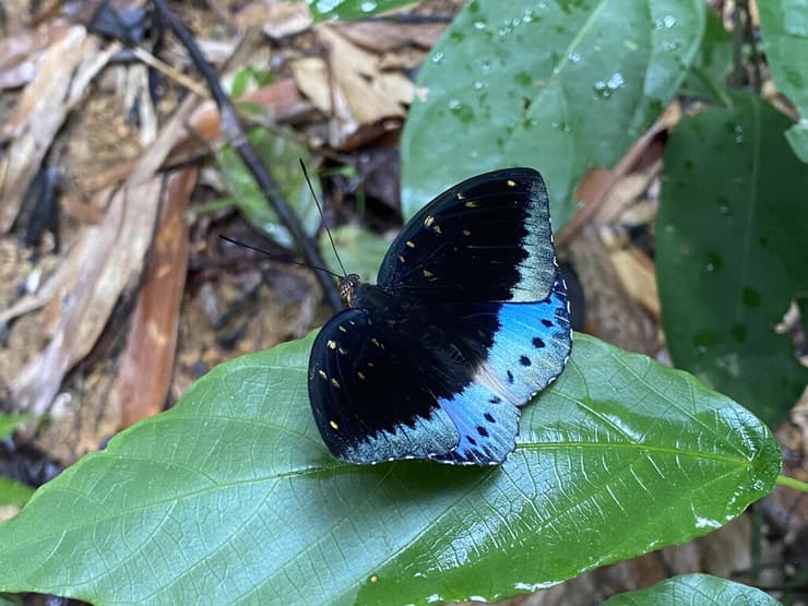 פרפר Lexias Pardalis זכר ביער הגשם בשמורת קאו סוק