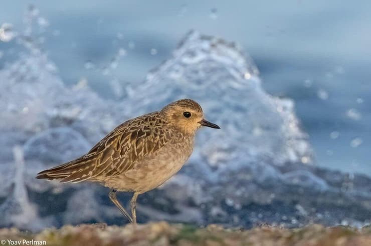 החופזי הקטן על הסלע בחוף תל ברוך (צילום: ד"ר יואב פרלמן, החברה להגנת הטבע) החופזי הקטן על הסלע בחוף תל ברוך