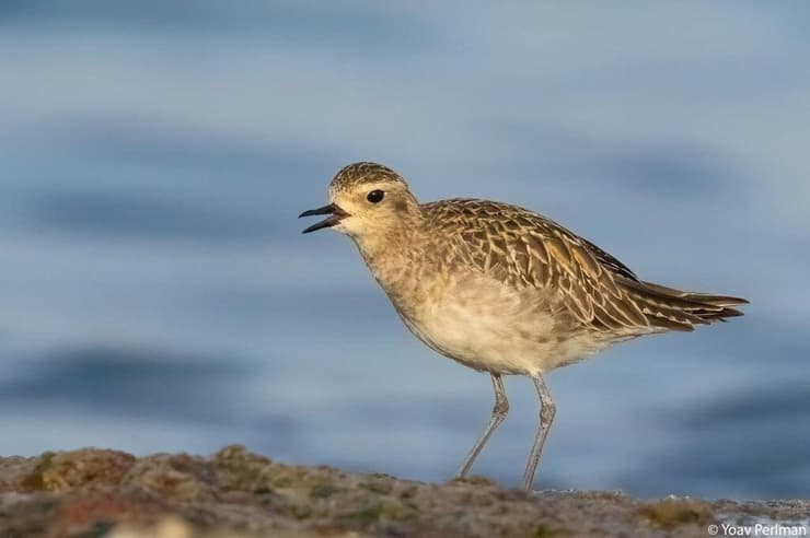 חורף שמיני בישראל. גולדי החופזי (צילום: ד"ר יואב פרלמן, החברה להגנת הטבע) חורף שמיני בישראל. גולדי החופזי