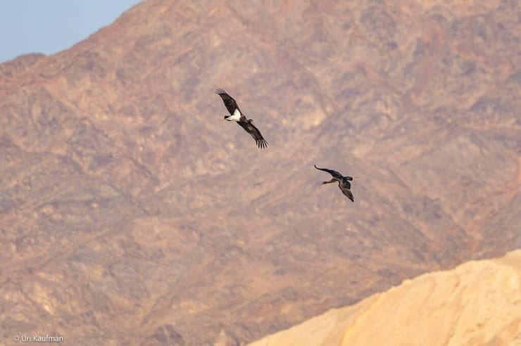 חסידה שחורה באילת