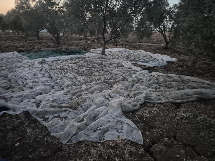 הזירה במטע הזיתים סמוך לצומת אפק