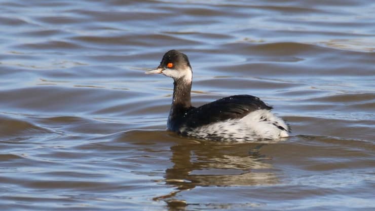 טבלן בינוני