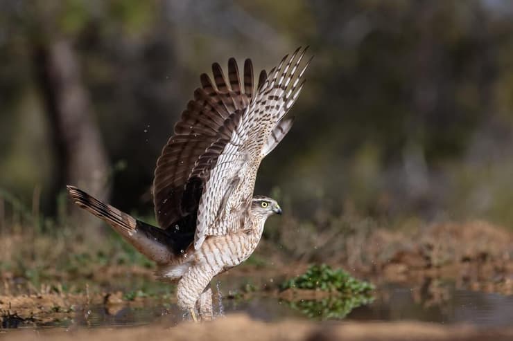 נץ קצר-אצבעות