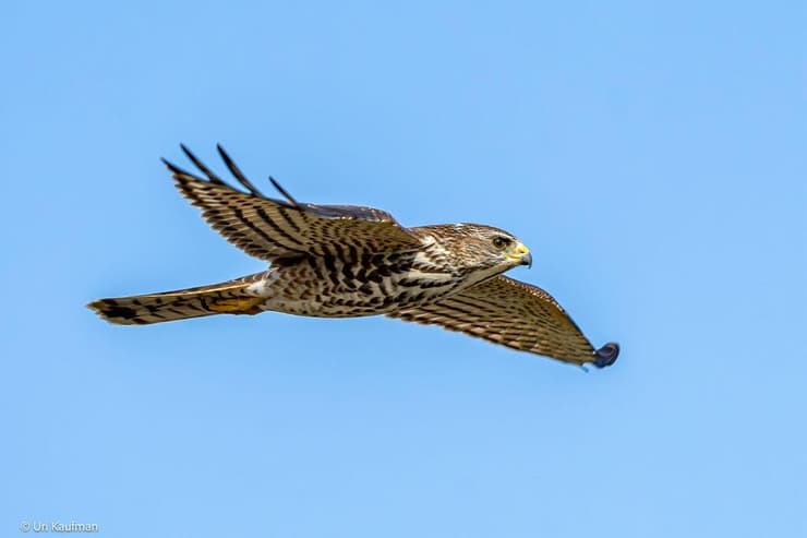 נץ קצר-אצבעות בנחל פולג