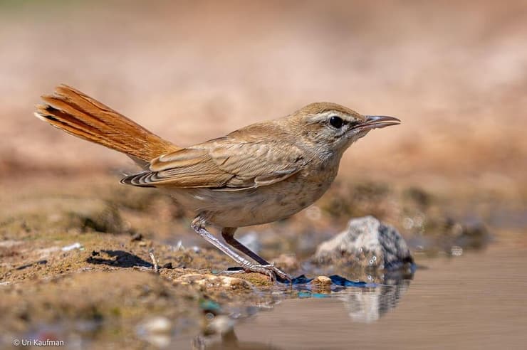 חמרייה חלודת-זנב בפארק הצפרות שבאילת